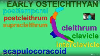 evolution of the vertebrate arm [upl. by Merfe313]