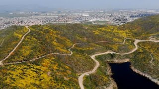 Wildflowers cover southern California hills [upl. by Frolick]