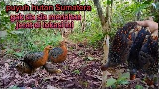 Gak sia sia menahan jerat di lokasi ini ‼️ poin lagi satu pasang puyuh hutan [upl. by Aik]