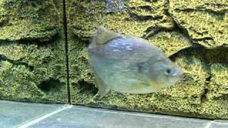 85quot marginatus piranha [upl. by Karsten]