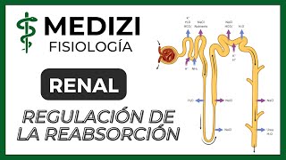 Fisiología Renal  Regulación de la reabsorción tubular IGdoctorpaiva [upl. by Latta]