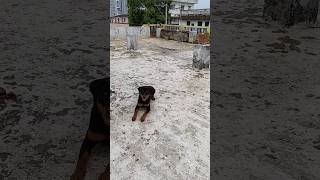 Rottweiler obedience training rottweiler bts [upl. by Adnaluoy]