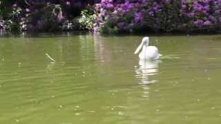 Kroeskoppelikanen amp Roze pelikanen  Dalmatian Pelicans amp Great White Pelicans Planckendael [upl. by Happ494]