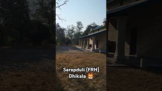 Sarapduli FRH Dhikala Zone shorts jimcorbettnationalparkuttrakhand [upl. by Ruttger]