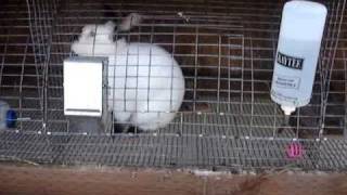 Backyard rabbitry Raising meat rabbits [upl. by Mahmud]