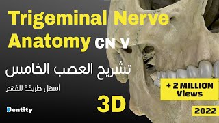 أسهل طريقة لحفظ العصب الخامس  Trigeminal Nerve CN V Anatomy [upl. by Myrwyn]