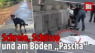 Hier wird Rottweiler „Pascha“ erschossen – ListenhundAttacke in München [upl. by Bocyaj]