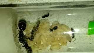 Camponotus piceus Born workers 240613 [upl. by Jarid]