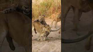 Kambula Lions playing MalaMala lion shorts animalshorts [upl. by Huesman]