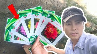 thời gian trồng cúc lá nhám nở hoa đúng tết  huỳnh thủy tinh vlog [upl. by Anair302]