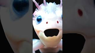 funny axolotl [upl. by Beuthel715]