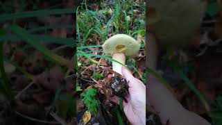 A wonderful Porcini mushroom 🍄👍 [upl. by Netsud]