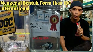 Cara Mengetahui Ikan Cupang Berkualitas Standar Form IBC Part 2 [upl. by Naara]