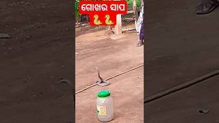 ଗୋଖର ସାପsenk risques paithantrindinge musicsong mohadevsong 🐍🐍🐍🐍🐍🐍🐍🐍🐍 [upl. by Yror]