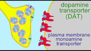 AP1 BRAIN DOPAMINE REUPTAKE [upl. by Grimbal204]