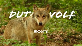 The Dutch Wolf  4K Shortfilm  Sony ZVE10 [upl. by Parsaye298]