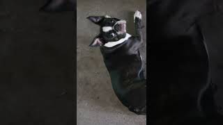 Boston Terrier Song [upl. by Nilatak]