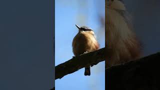 Eurasian nuthatch or wood nuthatch Sitta europaea birds wildlifephotography naturelovers [upl. by Melantha]