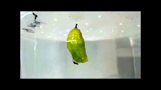 Monarch chrysalis parasitized by two pupal parasitoids [upl. by Eidnarb]