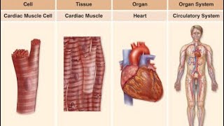 Levels of organisationCells tissues organ organ system IGCSE Biology RevisionBiology with Nash [upl. by Drye]