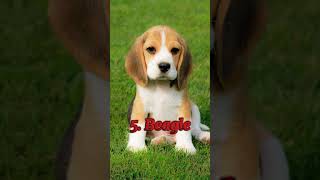 Top 10 Cutest Dog Breeds in the World shorts trending [upl. by Odranoel78]