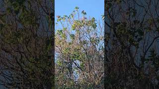 Galahs getting the morning sun in my famous tree 🌳 australia birds wildlife [upl. by Dnalram]