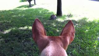 Podenco Canario chasing a rabbit Podenco Mami playing [upl. by Ednew]