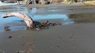 Exploring the Beach Lone Ranch Beach a walk BACK after KING TIDES  Part 2 [upl. by Jeffers]