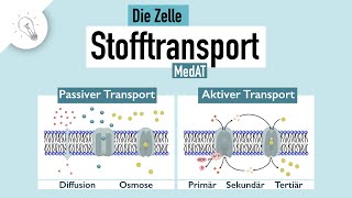 Stofftransport  Teil I passiver amp aktiver Transport  MedAT  Biologie [upl. by Anits240]