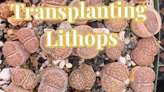 Transplanting Lithops 🌵🌿 [upl. by Romine512]