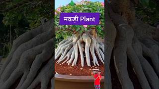 Build Spider Roots of the Plant  Gardening  Bonsai Tree [upl. by Wildon]