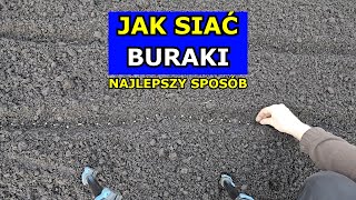 Siewy Buraków  Najlepszy Sposób Jak siać Burak ćwikłowy Krok po Kroku Sąsiedztwo Szkodniki Uprawa [upl. by Merce779]