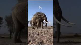 🤣🐾 quotThe King of the Junglequot A Massive Elephant in Amboseli [upl. by Bourne]