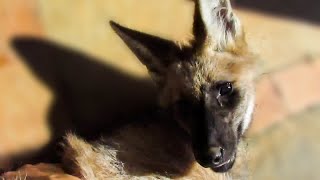 Rescued Maned Wolf pup Chrysocyon brachyurus [upl. by Murial881]