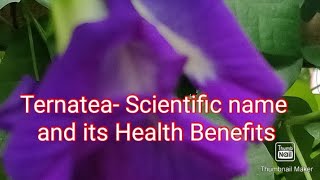 BLUE TERNATEA SCIENTIFIC NAME AND ITS HEALTH BENEFITS Vlog  1 [upl. by Endo325]