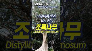 조록나무 이름 유래와 특징 조록나무 Distyliumracemosum 난대숲 [upl. by Ruenhcs]