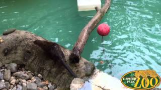 Otter Enrichment [upl. by Renelle]