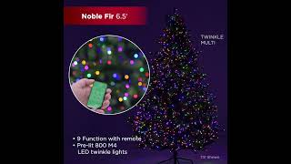 65 ft Noble Fir Full Christmas Tree Lighting [upl. by Isadora]