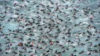 2013 Ironman Nice  Official Start  Thousands of swimmers amazing [upl. by Nirtak]