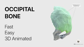 Occipital Bone  Fast and Easy Animated in 3D [upl. by Fawn859]