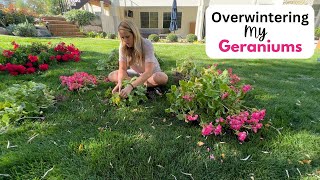 Overwintering My Geraniums Storing my potted geraniums and my bagged up geraniums 😀 [upl. by Gabriella708]