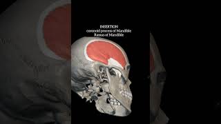 Temporalis muscle [upl. by Cohbert]