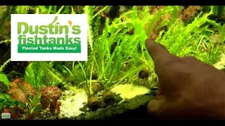 Fast Growing Aquarium Plant Apongeton Ulvaceus Species Sunday [upl. by Firahs]