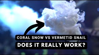 Using Coral Snow to control Vermetid Snail  Heres the results [upl. by Viridi506]