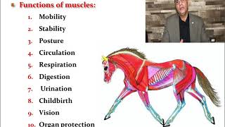 General Myology part1 [upl. by Leamaj]