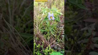 Exacum pendunculatum  Gentianaceae Family  Angiosperm Plant Description taxonomy floweringplant [upl. by Esnohpla443]