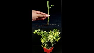 How to grow night blooming from cutting  Propagate night blooming from cutting night queenShorts [upl. by Bay128]