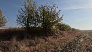 Pheasant hunting in Bulgaria [upl. by Ameg]