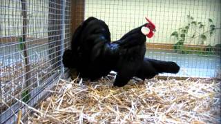 Zwerghuhnrasse Bantam  Bilderfolge und Video [upl. by Lathe]