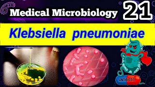 Klebsiella pneumoniae شرح بالعربي Difference between E coli and Klebsiella [upl. by Natka]